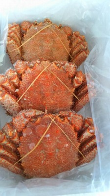 ��ʉw���ӂ̊C�Y���s��--����s��