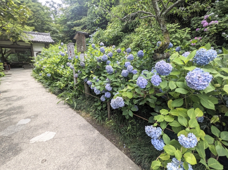 <明月院>あじさい寺 北鎌倉駅周辺の寺社--明月院