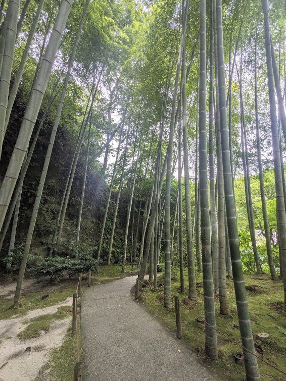 <明月院>あじさい寺 北鎌倉駅周辺の寺社--明月院